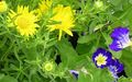 jaune Fleur Daisy Sommeil Photo et les caractéristiques