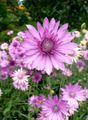 flieder  Ewig, Strohblumen, Strohblume, Papier Gänseblümchen, Everlasting Daisy Foto und Merkmale