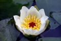 Garden Flowers Water lily, Nymphaea white Photo