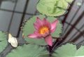 Garden Flowers Water lily, Nymphaea pink Photo