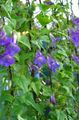 Gartenblumen Twining Löwenmaul, Schleich Gloxinia, Asarina blau Foto