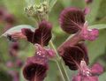 burgundy Flower Cuphea Photo and characteristics