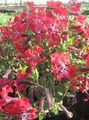 Flores do Jardim Cuphea vermelho foto