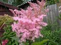 pink Flower Meadowsweet, Dropwort Photo and characteristics
