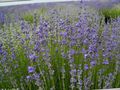 Gartenblumen Lavendel, Lavandula hellblau Foto
