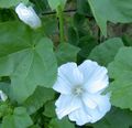 white Flower Annual Mallow, Rose Mallow, Royal Mallow, Regal Mallow Photo and characteristics