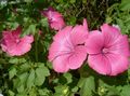 Garden Flowers Annual Mallow, Rose Mallow, Royal Mallow, Regal Mallow, Lavatera trimestris pink Photo