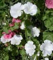 Garden Flowers Annual Mallow, Rose Mallow, Royal Mallow, Regal Mallow, Lavatera trimestris white Photo