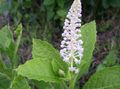 white Flower American Pokeweed, Inkberry, Pidgeonberry Photo and characteristics