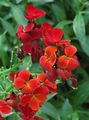 rot Blume Mauerblümchen, Cheiranthus Foto und Merkmale