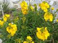 yellow  Wallflower, Cheiranthus Photo and characteristics