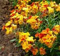 orange  Wallflower, Cheiranthus Photo and characteristics