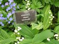 Garden Flowers Lily of the valley, May Bells, Our Lady's Tears, Convallaria white Photo