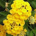 Gartenblumen Lantana gelb Foto