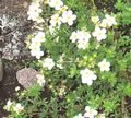 Garden Flowers Cinquefoil, Potentilla white Photo