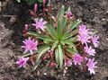 pink Flower Lewisia, Cliff Maids, Siskiyou Lewisia, Siskiyou Bitterroot Photo and characteristics