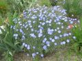 Scarlet Flax, Red Flax, Flowering Flax, Linum grandiflorum light blue Photo