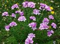 pink Flower Linum perennial Photo and characteristics