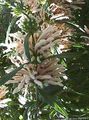 Vrtno Cvetje Levji Uho, Levji Rep, Wild Dagga, Leonotis leonurus bela fotografija