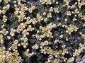 Garden Flowers Dwarf pepperweed, Lepidium nanum yellow Photo