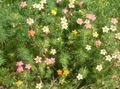 Sodo Gėlės False Kūdikių Žvaigždės, Leptosiphon rožinis Nuotrauka