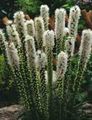 white Flower Gayfeather, Blazing Star, Button Snakeroot Photo and characteristics