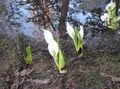 white Flower Yellow skunk cabbage Photo and characteristics