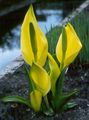 yellow Flower Yellow skunk cabbage Photo and characteristics