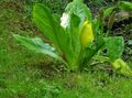 Gartenblumen Gelb Stinktierkohlkopf, Lysichiton weiß Foto
