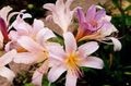 Garden Flowers Spider Lily, Surprise Lily, Lycoris pink Photo