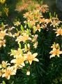 orange Flower Lily The Asiatic Hybrids Photo and characteristics