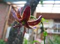burgundy Flower Martagon Lily, Common Turk's Cap Lily Photo and characteristics