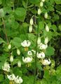 white Flower Martagon Lily, Common Turk's Cap Lily Photo and characteristics