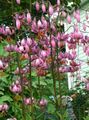Garden Flowers Martagon Lily, Common Turk's Cap Lily, Lilium pink Photo