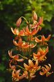 Garden Flowers Martagon Lily, Common Turk's Cap Lily, Lilium orange Photo