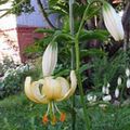 yellow Flower Martagon Lily, Common Turk's Cap Lily Photo and characteristics