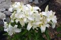 Garden Flowers Oriental Lily, Lilium white Photo
