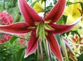 red Flower Oriental Lily Photo and characteristics