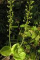 green Flower Common Twayblade, Egg-Shaped Leaf Neottia Photo and characteristics