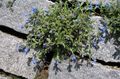 light blue Flower Scrambling Gromwell Photo and characteristics
