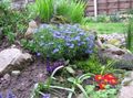 Have Blomster Scrambling Stenfrørod, Lithospermum lyseblå Foto