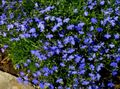 azul Flor Lobelia Cortadas, Lobelia, Lobelia Anual À Direita foto e características