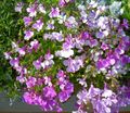 lilac Flower Edging Lobelia, Annual Lobelia, Trailing Lobelia Photo and characteristics
