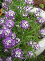 lilac Flower Sweet Alyssum, Sweet Alison, Seaside Lobularia Photo and characteristics