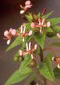 Mosquito Flower, Lopezia racemosa pink Photo