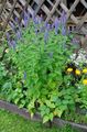 light blue Flower Agastache, Hybrid Anise Hyssop, Mexican Mint Photo and characteristics