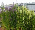 white Flower Agastache, Hybrid Anise Hyssop, Mexican Mint Photo and characteristics
