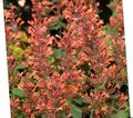 orange Flower Agastache, Hybrid Anise Hyssop, Mexican Mint Photo and characteristics