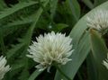 Gartenblumen Zierl, Allium weiß Foto