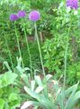 Gartenblumen Zierl, Allium flieder Foto